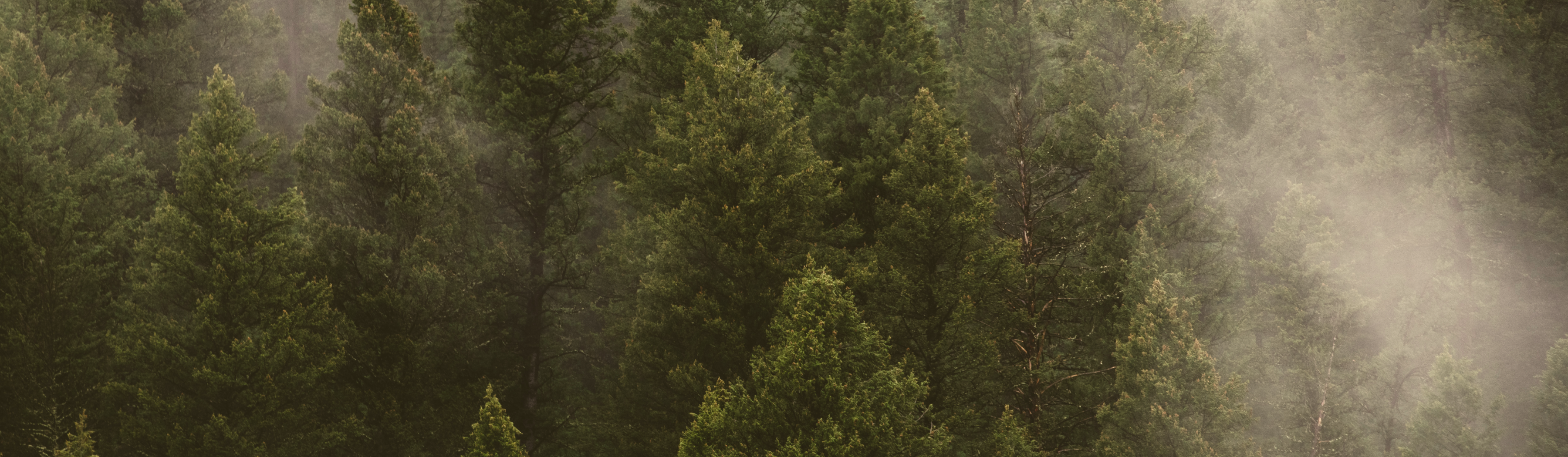 Mystical foggy coniferous forest